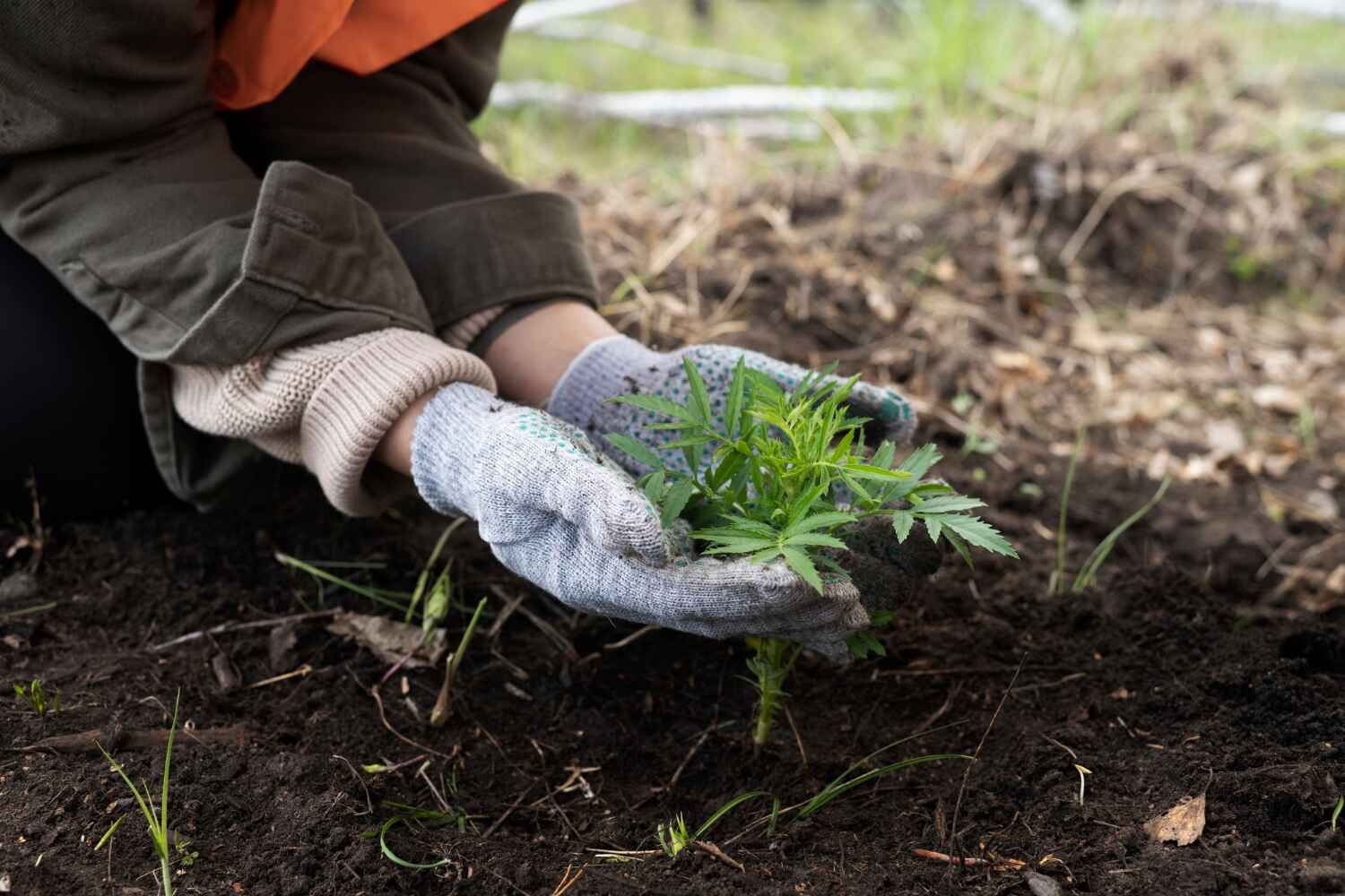 The Steps Involved in Our Tree Care Process in Perham, MN